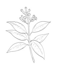 Drawing sketch style illustration of cloves, the aromatic flower bud of a tree in the family Myrtaceae, Syzygium aromaticum used as spice herb done in black and white line art on isolated background. 