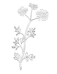 Drawing sketch style illustration of coriander, cilantro, dhania or Coriandrum sativum used as spice herb done in black and white line art on isolated background. 