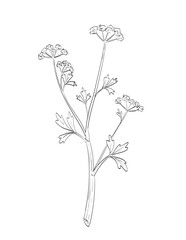 Drawing sketch style illustration of Apium graveolens or celery plant in the family Apiaceae used as spice herb done in black and white line art on isolated background. 
