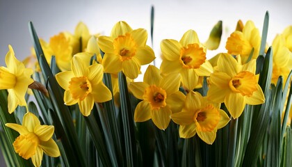 yellow narcissus flowers