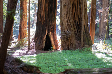 Openings at the base of giant redwoods let sunlight spill onto the green forest floor of Cathedral...