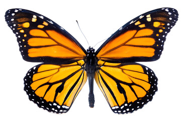 Fototapeta premium a detailed close up of a vibrant monarch butterfly isolated on white background, png, ai generated.