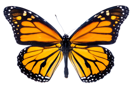  a detailed close up of a vibrant monarch butterfly isolated on white background, png, ai generated.
