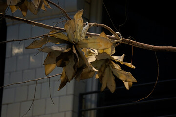 Dry, golden leaves cluster densely on thin branches against a blurred urban background, illuminated...