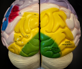 Occipital Lobes and Visual Areas on Brain Model