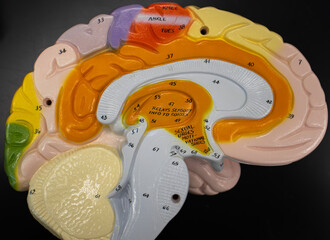 Sagittal Left View of Human Brain Model With Labeled Lobes