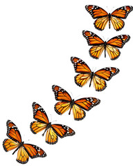 monarch butterflies flying in a row isolated on white background, png, ai generated.	