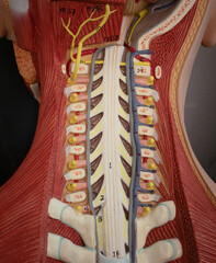 Cervical Spinal Cord and Nerves in Human Torso Model