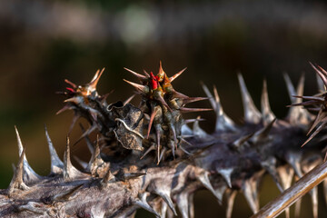 Euphorbia milii blooms in October. Euphorbia milii, the crown of thorns, Christ plant, or Christ's thorn, is a species of flowering plant in the family Euphorbiaceae