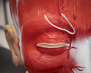 Facial Muscles Showing Orbicularis Oculi and Corrugator Supercilii
