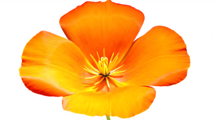 oranges flower isolated on white background, png, ai generated.