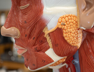 Parotid Gland and Masseter Muscle on Head Anatomy Model