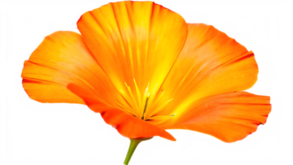 oranges flower isolated on white background, png, ai generated.