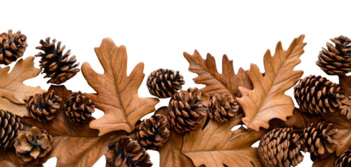 PNG Oak leaves and small Pine cones leaf autumn theme.