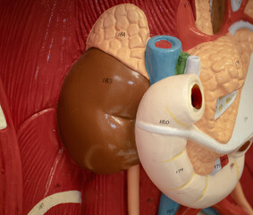 Right Kidney, Adrenal Gland, and Duodenum on Human Model