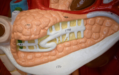 Human Pancreas Model With Pancreatic Duct Highlighted