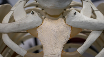 Clavicle and Manubrium Articulation on Human Skeleton