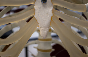 Xiphoid Process and Rib Attachments on Human Skeleton Model