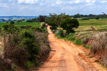 Fototapeta premium Dirt soil country road in countryside with green tree as tranquil nature travel in Brazil