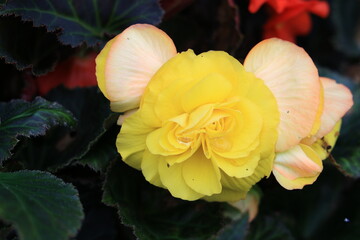 yellow and red rose