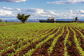 little green soybean plant on the field, with silos background, in Brazilian farm