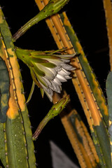 Naklejka premium A white and yellow flower of mandacaru cactus, Cereus jamacaru, blowing at night in Brazil