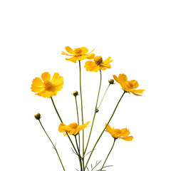 Fototapeta premium yellow flowers isolated png format design element isolated on white background, png, ai generated. 