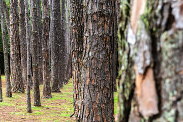 Rows of pine tree trunks with rough bark in a clean forest setting, showing symmetry and texture. Ideas for themes like forestry, botany, and sustainable landscapes