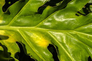 Lush detail of Philodendron bipinnatifidum leaf. Highlights texture, pattern and vibrant green....