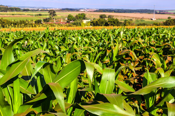 Lush green cornfield stretching to the horizon with a sorghum plantation in the background. Illustrates large-scale corn farming, a key pillar of Brazilian agriculture and economy.
