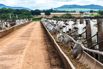 Nelore cattle herd in a Brazilian farm corral. The Nelore breed is known for its adaptability to tropical climates and meat production.