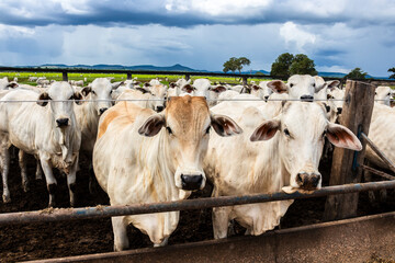 Nelore cattle herd in a Brazilian farm corral. The Nelore breed is known for its adaptability to...