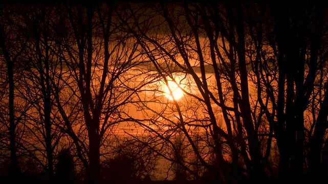 Sun setting on the horizon, sunset through trees in a forest
