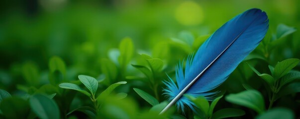 Single blue feather with silver quill nestled among lush green foliage, branch, nature