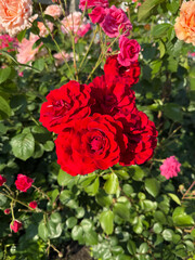 Close-Up of Vibrant Red Roses with Soft Green Backdrop