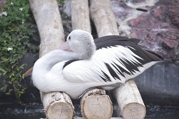 Australian pelican (Pelecanus conspicillatus) is a large waterbird in the family Pelecanidae. It is a predominantly white bird with black wings and a pink bill. Potrait.