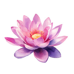 My Watercolor hand-painted pink and purple Lotus painting illustration isolated on a white background, vector illustration, AI painting design, EPS format design. vector illustration