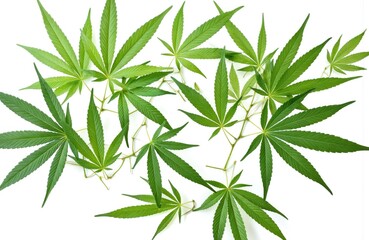 Fototapeta premium Green cannabis leaves scattered across clean white background. Distinct palmate leaves, symbol of nature, relaxation, feature serrated edges, vibrant green hue. Ideal for designs related to health,