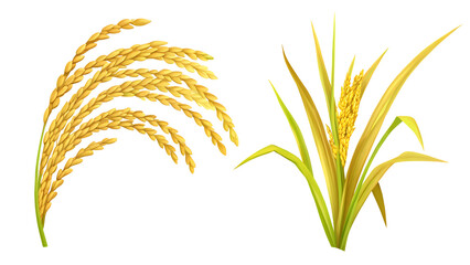 organic paddy rice ear of paddy ears of vietnam isolated on white background, png, ai generated.	