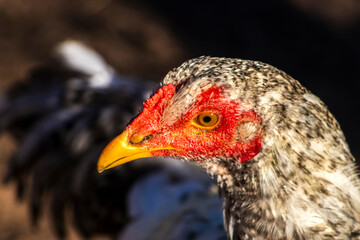 Detailed close-up of a speckled gray and white hen, showing its red comb and golden beak. Ideal for...