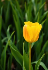 A single vibrant yellow tulip blossoms against a lush green backdrop, nature, floral, flower