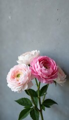 Obraz premium Delicate pink & white ranunculus bouquet against a grey textured wall , romantic, beauty
