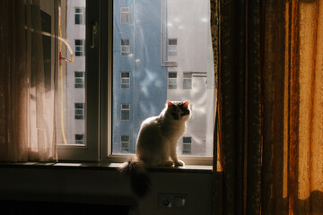 Fluffy White Cat Sitting on Window Sill in Sunlight