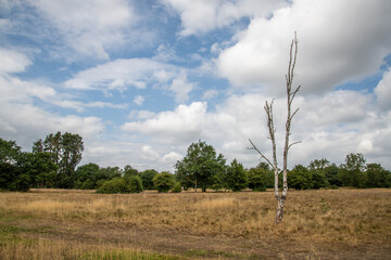 Ground-level photo of Whitewebbs Park in Enfield, North London. Peaceful green space with trees and open fields, part of a site proposed for development by Tottenham Hotspur Football Club.
