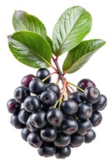 Cluster of Aronia Berries or Black Chokeberries with Green Leaves on White