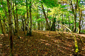 御坂山地の横沢ノ頭山頂　森の中の頂
