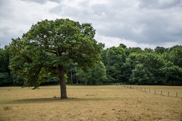 Ground-level photo of Whitewebbs Park in Enfield, North London. Peaceful green space with trees and open fields, part of a site proposed for development by Tottenham Hotspur Football Club.