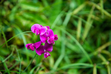 Close-up of a wild sweet pea flower blooming in Whitewebbs Park, Enfield, North London. Delicate pink-purple petals in a natural parkland setting. Captured in natural light.