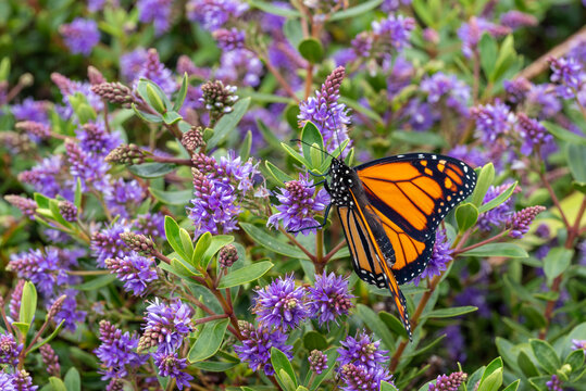 closeup of monarch butterfly feeding on purple hebe flowers nectar 