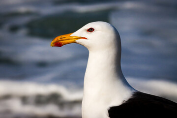 Rio de Janeiro, RJ, Brazil, 07/23/2025 - Black-backed gull inn on Grumari Beach, in Rio's West Zone
